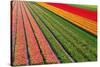 Tulip Field In Orang, Red And Green-Cora Niele-Stretched Canvas