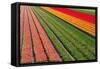 Tulip Field In Orang, Red And Green-Cora Niele-Framed Stretched Canvas