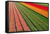 Tulip Field In Orang, Red And Green-Cora Niele-Framed Stretched Canvas