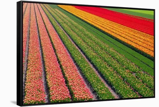 Tulip Field In Orang, Red And Green-Cora Niele-Framed Stretched Canvas