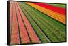 Tulip Field In Orang, Red And Green-Cora Niele-Framed Stretched Canvas