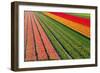 Tulip Field In Orang, Red And Green-Cora Niele-Framed Photographic Print