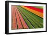 Tulip Field In Orang, Red And Green-Cora Niele-Framed Photographic Print