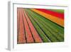 Tulip Field In Orang, Red And Green-Cora Niele-Framed Photographic Print