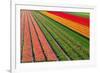 Tulip Field In Orang, Red And Green-Cora Niele-Framed Photographic Print