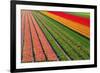 Tulip Field In Orang, Red And Green-Cora Niele-Framed Photographic Print