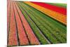 Tulip Field In Orang, Red And Green-Cora Niele-Mounted Photographic Print