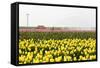 Tulip Field near the Coast of Friesland(Holland)-tpzijl-Framed Stretched Canvas