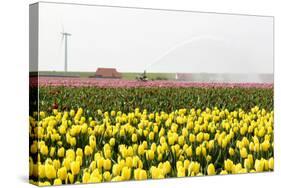 Tulip Field near the Coast of Friesland(Holland)-tpzijl-Stretched Canvas