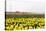 Tulip Field near the Coast of Friesland(Holland)-tpzijl-Stretched Canvas