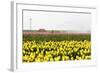 Tulip Field near the Coast of Friesland(Holland)-tpzijl-Framed Photographic Print