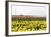 Tulip Field near the Coast of Friesland(Holland)-tpzijl-Framed Photographic Print