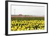 Tulip Field near the Coast of Friesland(Holland)-tpzijl-Framed Photographic Print