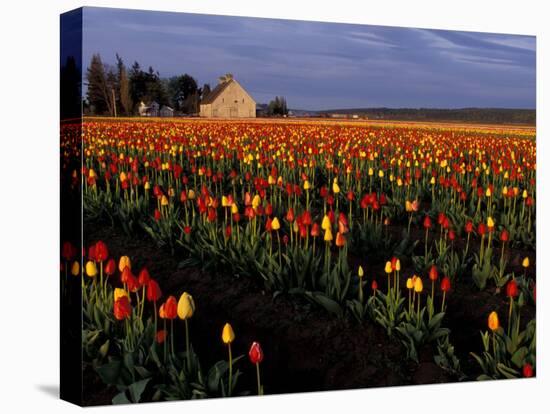 Tulip Field, Skagit Valley, Washington, USA-William Sutton-Stretched Canvas