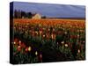 Tulip Field, Skagit Valley, Washington, USA-William Sutton-Stretched Canvas