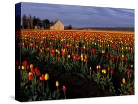 Tulip Field, Skagit Valley, Washington, USA-William Sutton-Stretched Canvas