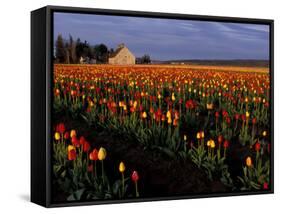 Tulip Field, Skagit Valley, Washington, USA-William Sutton-Framed Stretched Canvas