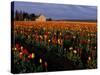 Tulip Field, Skagit Valley, Washington, USA-William Sutton-Stretched Canvas