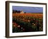 Tulip Field, Skagit Valley, Washington, USA-William Sutton-Framed Photographic Print