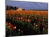 Tulip Field, Skagit Valley, Washington, USA-William Sutton-Mounted Photographic Print