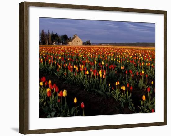 Tulip Field, Skagit Valley, Washington, USA-William Sutton-Framed Photographic Print