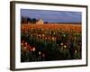 Tulip Field, Skagit Valley, Washington, USA-William Sutton-Framed Photographic Print