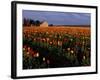 Tulip Field, Skagit Valley, Washington, USA-William Sutton-Framed Photographic Print