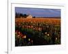 Tulip Field, Skagit Valley, Washington, USA-William Sutton-Framed Photographic Print