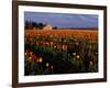 Tulip Field, Skagit Valley, Washington, USA-William Sutton-Framed Photographic Print