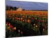 Tulip Field, Skagit Valley, Washington, USA-William Sutton-Mounted Photographic Print