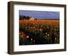 Tulip Field, Skagit Valley, Washington, USA-William Sutton-Framed Photographic Print