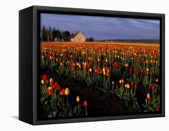 Tulip Field, Skagit Valley, Washington, USA-William Sutton-Framed Stretched Canvas