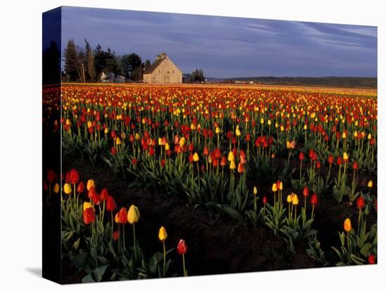 Tulip Field, Skagit Valley, Washington, USA-William Sutton-Stretched Canvas