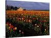 Tulip Field, Skagit Valley, Washington, USA-William Sutton-Stretched Canvas