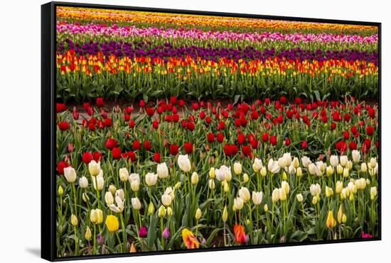 Tulip field, Tulip Festival, Woodburn, Oregon, USA. Colorful, Tulip field in bloom.-Michel Hersen-Framed Stretched Canvas