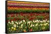 Tulip field, Tulip Festival, Woodburn, Oregon, USA. Colorful, Tulip field in bloom.-Michel Hersen-Framed Stretched Canvas