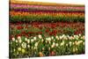 Tulip field, Tulip Festival, Woodburn, Oregon, USA. Colorful, Tulip field in bloom.-Michel Hersen-Stretched Canvas