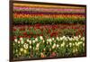 Tulip field, Tulip Festival, Woodburn, Oregon, USA. Colorful, Tulip field in bloom.-Michel Hersen-Framed Photographic Print