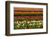 Tulip field, Tulip Festival, Woodburn, Oregon, USA. Colorful, Tulip field in bloom.-Michel Hersen-Framed Photographic Print