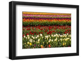 Tulip field, Tulip Festival, Woodburn, Oregon, USA. Colorful, Tulip field in bloom.-Michel Hersen-Framed Photographic Print