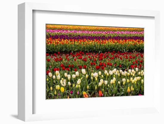 Tulip field, Tulip Festival, Woodburn, Oregon, USA. Colorful, Tulip field in bloom.-Michel Hersen-Framed Photographic Print