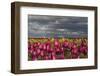 Tulip Field, Tulip Festival, Woodburn, Oregon, USA-Michel Hersen-Framed Photographic Print