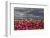 Tulip Field, Tulip Festival, Woodburn, Oregon, USA-Michel Hersen-Framed Photographic Print