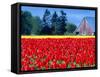 Tulip Field, Washington, USA-William Sutton-Framed Stretched Canvas