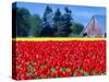 Tulip Field, Washington, USA-William Sutton-Stretched Canvas