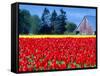 Tulip Field, Washington, USA-William Sutton-Framed Stretched Canvas