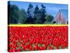 Tulip Field, Washington, USA-William Sutton-Stretched Canvas