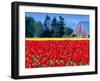 Tulip Field, Washington, USA-William Sutton-Framed Photographic Print