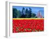 Tulip Field, Washington, USA-William Sutton-Framed Photographic Print