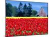 Tulip Field, Washington, USA-William Sutton-Mounted Photographic Print